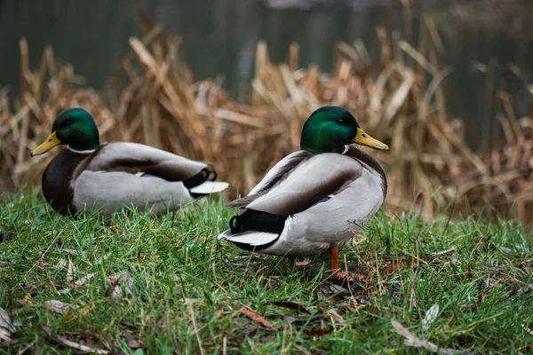 Primer plano de patos silvestres mordisquea en la hierba y camina sobre hierba verde cerca de un estanque. Plumas en macro con gotitas de agua . — Foto de Stock