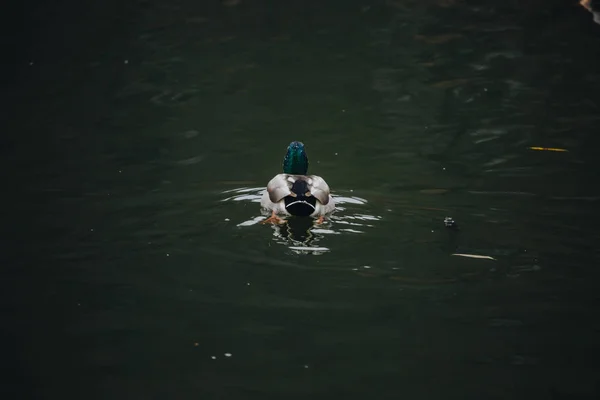 Birds and animals in the wild. An amazing grunt duck swims in a lake or river with blue water under the sunlight landscape. Close up perspective of a funny duck. — Stock Photo, Image