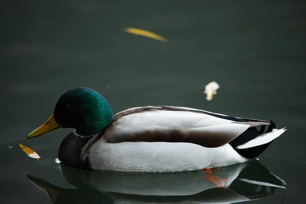 Vögel und Tiere in freier Wildbahn. Eine erstaunliche Grunzente schwimmt in einem See oder Fluss mit blauem Wasser unter der Sonneneinstrahlung. Nahaufnahme einer lustigen Ente. — Stockfoto