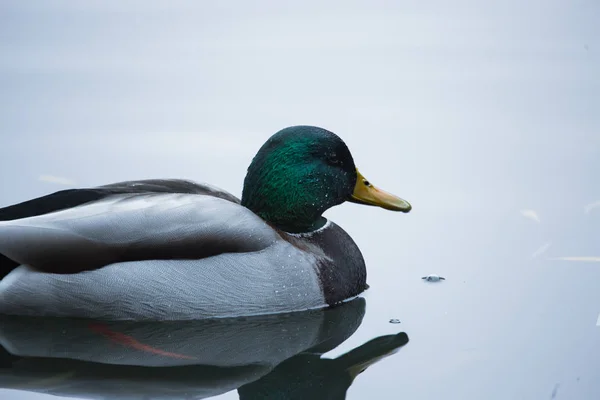 Vögel und Tiere in freier Wildbahn. Eine erstaunliche Grunzente schwimmt in einem See oder Fluss mit blauem Wasser unter der Sonneneinstrahlung. Nahaufnahme einer lustigen Ente. — Stockfoto