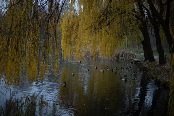 Pássaros e animais na natureza. Um pato grunhido incrível nada em um lago ou rio com água azul sob a paisagem da luz solar. Perspectiva de perto de um pato engraçado . Imagens Royalty-Free