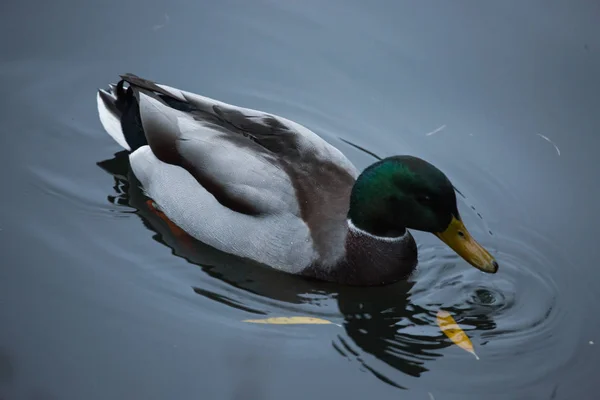 Vögel und Tiere in freier Wildbahn. Eine erstaunliche Grunzente schwimmt in einem See oder Fluss mit blauem Wasser unter der Sonneneinstrahlung. Nahaufnahme einer lustigen Ente. — Stockfoto