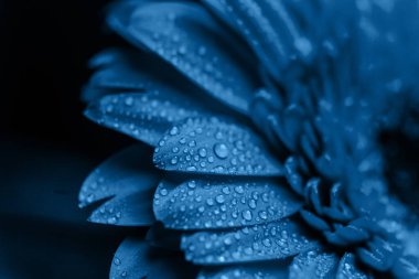 Taze klasik Pantone 2020 mavisi. Yılın renk konsepti. Bir damla suyla narin Gerbera çiçeği. Tatil için çiçekler, reklam, hediye..