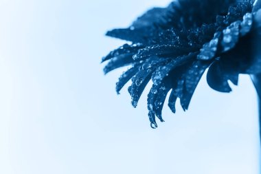 Taze klasik Pantone 2020 mavisi. Yılın renk konsepti. Bir damla suyla narin Gerbera çiçeği. Tatil için çiçekler, reklam, hediye..