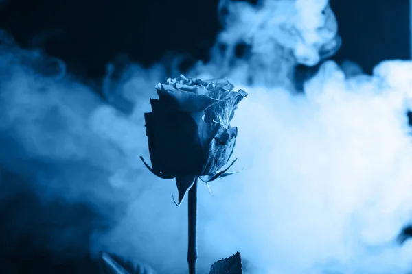 Fresh classic Pantone 2020 in blue. Color concept of the year. Delicate rose flower in the smoke. Flowers for the holiday, advertising, gift.