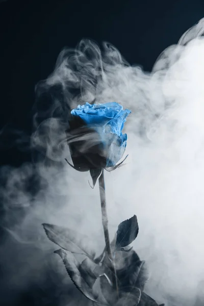 Fresh classic Pantone 2020 in blue. Color concept of the year. Delicate rose flower in the smoke. Flowers for the holiday, advertising, gift.