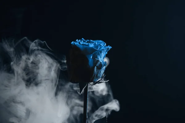 Φρέσκο κλασικό Pantone 2020 σε μπλε. Η χρωματική έννοια της χρονιάς. Κομψό τριαντάφυλλο στον καπνό. Λουλούδια για τις διακοπές, διαφήμιση, δώρο. — Φωτογραφία Αρχείου