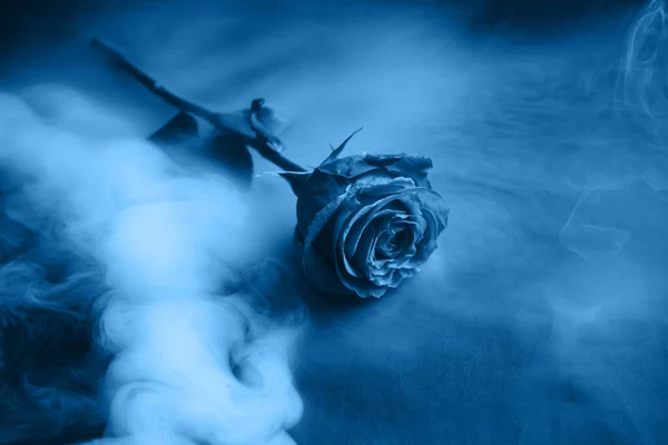 新鲜经典蓝色Pantone 2020 。 今年的色彩概念。 美丽的玫瑰在浓烟中绽放. 假日的花、广告、礼物. — 图库照片