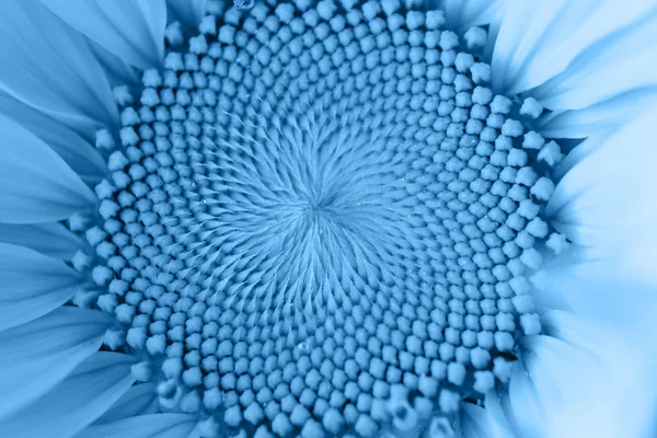 Fresh classic Pantone 2020 in blue. Color concept of the year. Delicate sunflower flower with drops of water. Flowers for the holiday, advertising, gift.