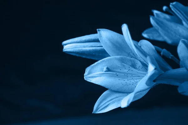 Fresh classic Pantone 2020 in blue. Color concept of the year. Delicate lily flower. The contours of the flower in atmospheric dark photography. Flowers for the holiday, advertising, gift.