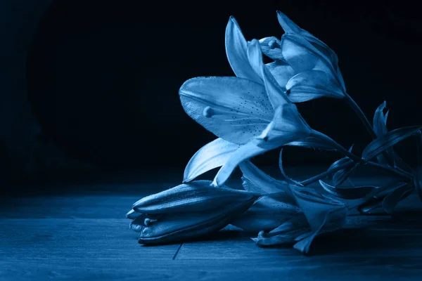 Frisse klassieker Pantone 2020 in blauw. Kleur concept van het jaar. Delicate lelie bloem. De contouren van de bloem in atmosferische donkere fotografie. Bloemen voor de vakantie, reclame, cadeau. — Stockfoto