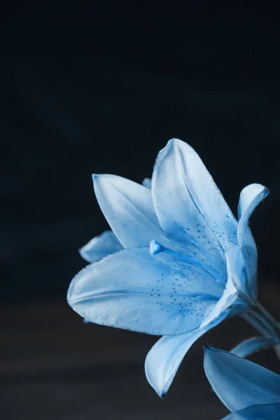 Fresh classic Pantone 2020 in blue. Color concept of the year. Delicate lily flower. The contours of the flower in atmospheric dark photography. Flowers for the holiday, advertising, gift.