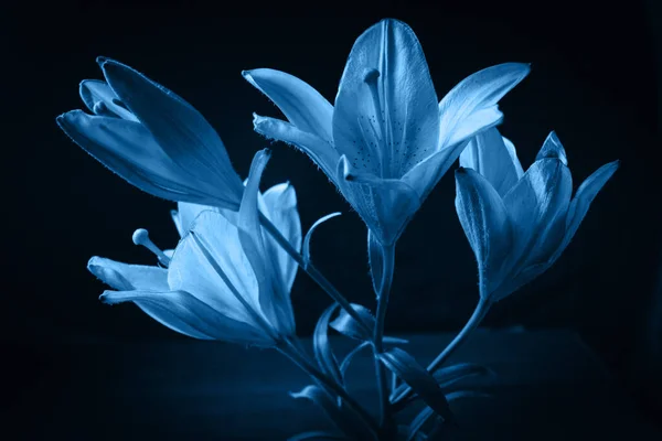 Frisse klassieker Pantone 2020 in blauw. Kleur concept van het jaar. Delicate lelie bloem. De contouren van de bloem in atmosferische donkere fotografie. Bloemen voor de vakantie, reclame, cadeau. — Stockfoto