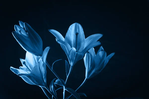 Pantone clássico fresco 2020 em azul. Conceito de cor do ano. Flor de lírio delicada. Os contornos da flor na fotografia escura atmosférica. Flores para o feriado, publicidade, presente . — Fotografia de Stock