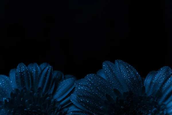 Fresh classic Pantone 2020 in blue. Color concept of the year. Delicate gerbera flower with drops of water. Flowers for the holiday, advertising, gift.