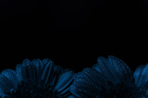 Frisse klassieker Pantone 2020 in blauw. Kleur concept van het jaar. Delicate gerbera bloem met druppels water. Bloemen voor de vakantie, reclame, cadeau. — Stockfoto