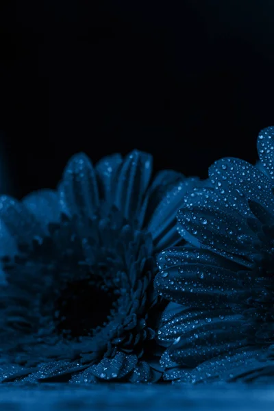 Frisse klassieker Pantone 2020 in blauw. Kleur concept van het jaar. Delicate gerbera bloem met druppels water. Bloemen voor de vakantie, reclame, cadeau. — Stockfoto