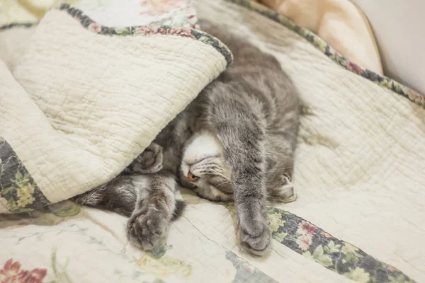 Un lindo gato gris se asoma debajo de las sábanas. Duerme en casa, se relaja, estratifica, retumba. Vista desde arriba . — Foto de Stock