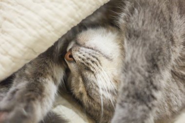 Gri şirin bir kedi yorganın altından dışarı bakıyor. Evde uyur, gevşetir, katmanlaşır, gürler. Yukarıdan görüntüle.