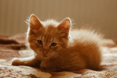 Şirin kedi evde, güneşin altında uyuyor. Dinlenme, rahatlama, gürleme. Yukarıdan bak. Küçük kedicik.