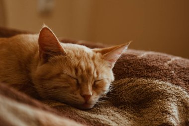 Şirin kedi evde, güneşin altında uyuyor. Dinlenme, rahatlama, gürleme. Yukarıdan bak. Küçük kedicik.