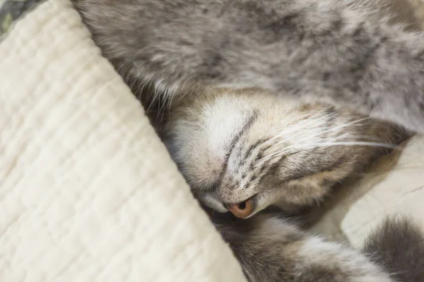 Un lindo gato gris se asoma debajo de las sábanas. Duerme en casa, se relaja, estratifica, retumba. Vista desde arriba . — Foto de Stock