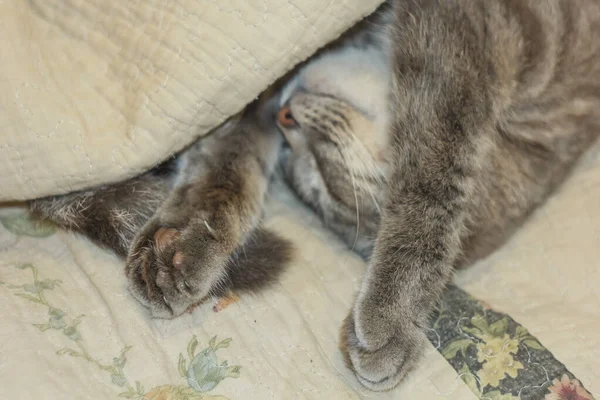 Unter der Decke lugt eine niedliche graue Katze hervor. schläft zu Hause, Entspannung, Schichtung, Rumpeln. Blick von oben. — Stockfoto