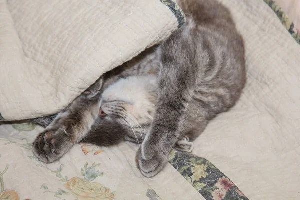 A cute gray cat peeks out from under the covers. Sleeps at home, relaxation, stratification, rumbling. View from above. — Stock Photo, Image