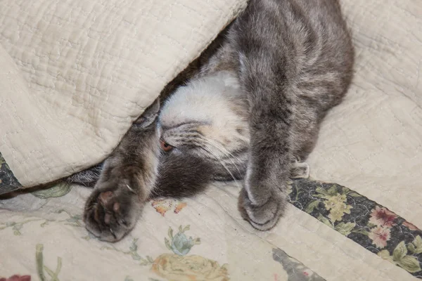Μια χαριτωμένη γκρι γάτα κρυφοκοιτάζει κάτω από τα σκεπάσματα. Κοιμάται στο σπίτι, χαλαρώνει, στρωματοποιείται, γουργουρίζει. Άποψη από ψηλά. — Φωτογραφία Αρχείου