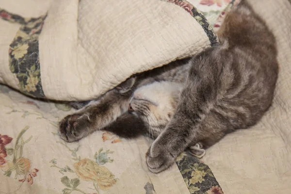 Um gato grisalho bonito espreita debaixo das capas. Dorme em casa, relaxa, estratifica, sussurra. Vista de cima . — Fotografia de Stock