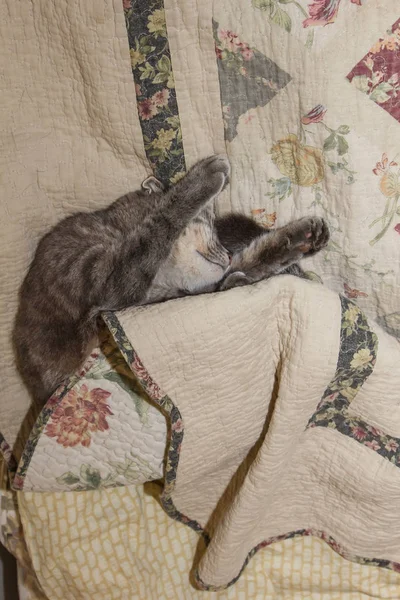 Unter der Decke lugt eine niedliche graue Katze hervor. schläft zu Hause, Entspannung, Schichtung, Rumpeln. Blick von oben. — Stockfoto