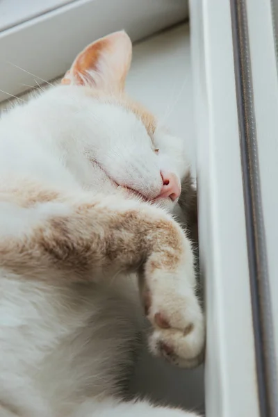 Gato vermelho bonito dorme em casa perto da janela em uma pose engraçada. Relaxa, relaxa, resmunga. Vista de cima . — Fotografia de Stock