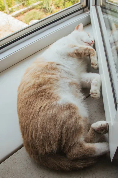 Симпатичная красная кошка спит дома у окна в забавной позе. Расслабься, расслабься. Вид сверху . — стоковое фото