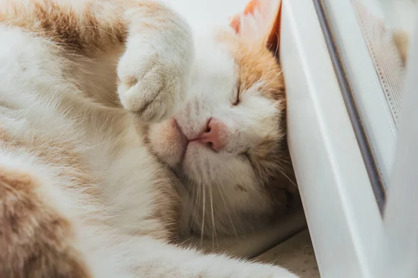 Die süße rote Katze schläft zu Hause in lustiger Pose am Fenster. Entspannung, Entspannung, Rumpeln. Blick von oben. — Stockfoto