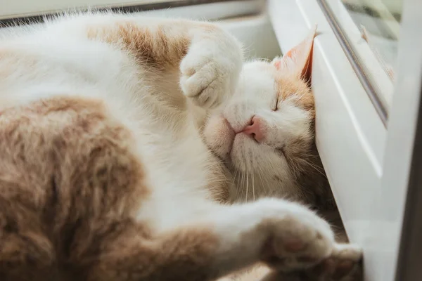 Gato vermelho bonito dorme em casa perto da janela em uma pose engraçada. Relaxa, relaxa, resmunga. Vista de cima . — Fotografia de Stock