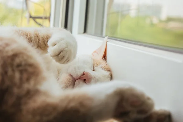 Cute red cat sleeps at home near the window in a funny pose. Relax, relaxation, rumbling. View from above. — Stock Photo, Image