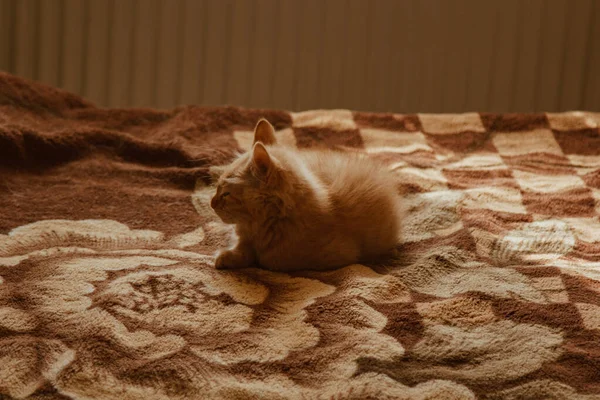 Die süße Katze schläft zu Hause im Bett in der Sonne. Ruhe, Entspannung, Rumpeln. Blick von oben. Kleine Miezekatze. — Stockfoto