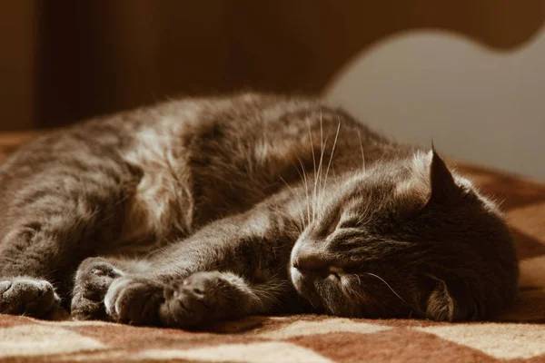 Aranyos macska alszik otthon az ágyban a napon. Pihenés, pihenés, morajlás. Kilátás fentről. Kicsi cica. — Stock Fotó