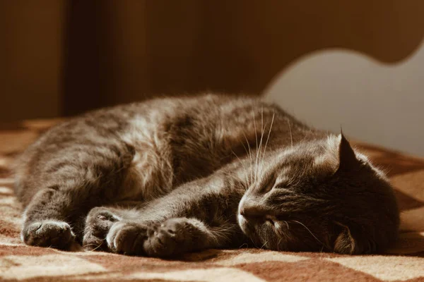 Милий кіт спить вдома в ліжку на сонці. Відпочинок, розслаблення, бурчання. Вид зверху. Маленька кошеня . — стокове фото