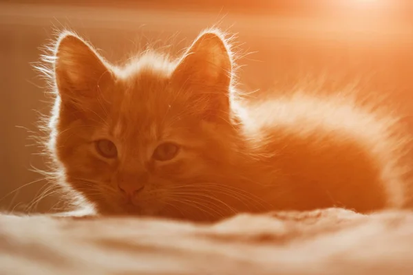 Gato bonito dorme em casa na cama ao sol. Descanso, relaxamento, rumores. Vista de cima. Pequeno gatinho. . — Fotografia de Stock