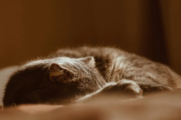 Die süße Katze schläft zu Hause im Bett in der Sonne. Ruhe, Entspannung, Rumpeln. Blick von oben. Kleine Miezekatze. — Stockfoto