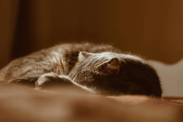 Die süße Katze schläft zu Hause im Bett in der Sonne. Ruhe, Entspannung, Rumpeln. Blick von oben. Kleine Miezekatze. — Stockfoto