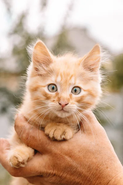 En rød, liten, myk kattunge fra hagen, med grønnsakene i hendene. Katten ser inn i kameraet. Plass til tekst - medisin, kjæledyr, dyr, vaksinering og allergikonsept . – stockfoto