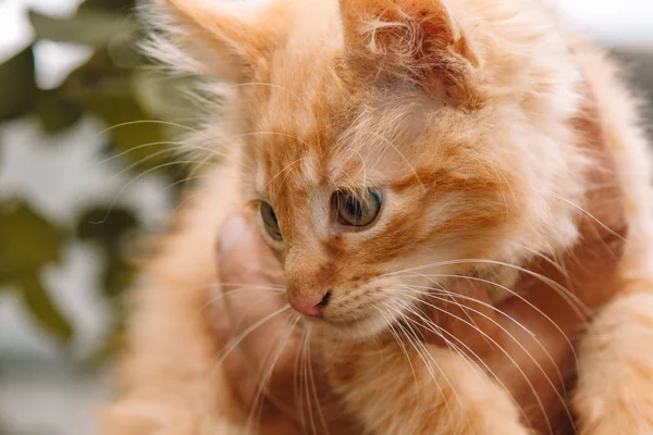 Red Small fluffy kitten from the yard on the background of greenery in the hands. The cat is looking at the camera. Space for text - medicine, pet, animals, vaccination and allergy concept.