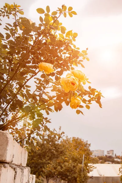 ชาอ่อนนุ่มสีส้ม ดอกกุหลาบบานเป็นพื้นหลังในสวนฤดูใบไม้ร่วง ตามแนวตั้ง . — ภาพถ่ายสต็อก