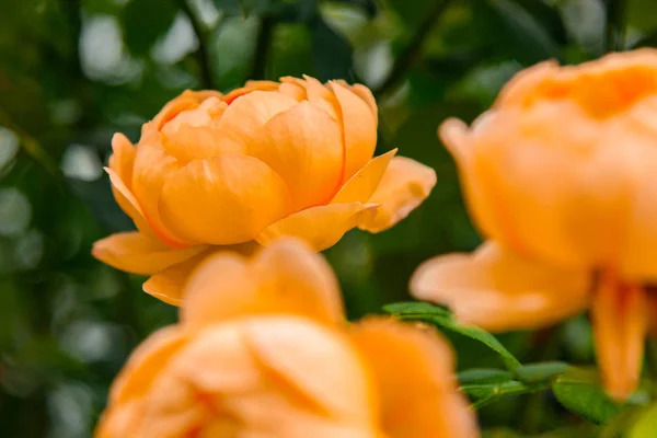 Помаранчевий ніжний чай троянди квітучі як фон в осінньому саду. Горизонтально . — стокове фото