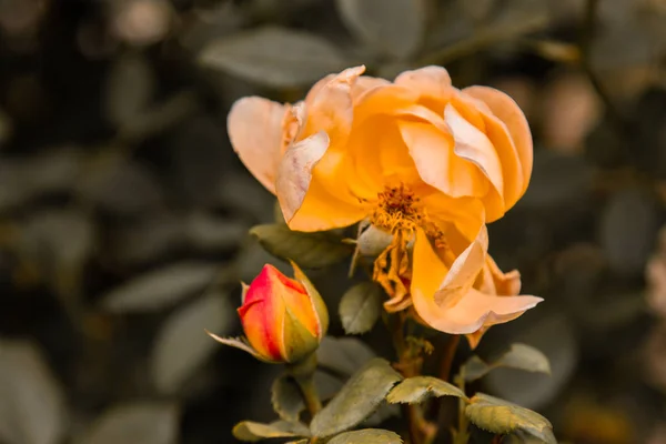 Πορτοκαλί τρυφερό τσάι τριαντάφυλλο λουλούδια ανθίζουν ως φόντο στον κήπο φθινόπωρο. Οριζόντια. — Φωτογραφία Αρχείου