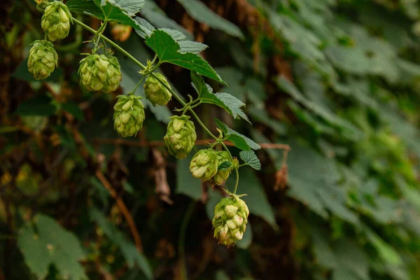 Hops tumbuh di taman. Daun hijau segar pada cabang. Berkebun organik. Ingredient untuk produksi bir dan minuman beralkohol . — Stok Foto