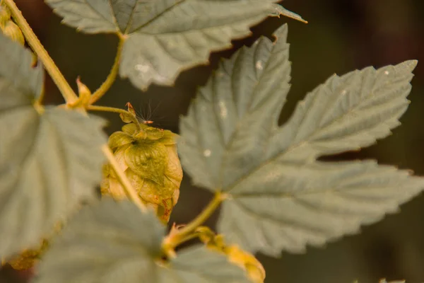 Hops tumbuh di taman. Daun hijau segar pada cabang. Berkebun organik. Ingredient untuk produksi bir dan minuman beralkohol . — Stok Foto