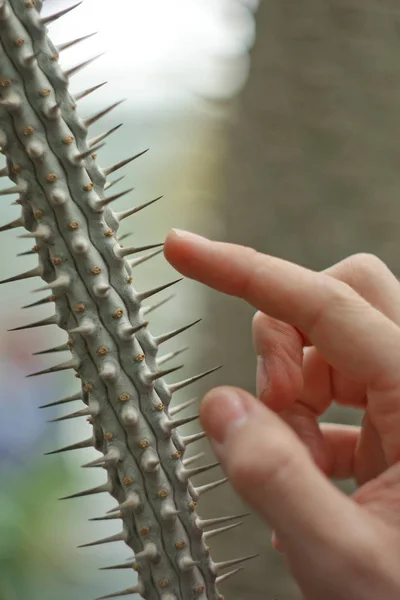 Las manos de los hombres tocan las agujas de cactus. Comprobación de humedad en el jardín botánico. Desenfoque, limpio, brillante, moderno, colorido, contraste, selectivo. Concepto de dolor . —  Fotos de Stock